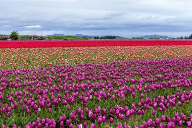 Washington, ABD 'deki renkli lale alanları