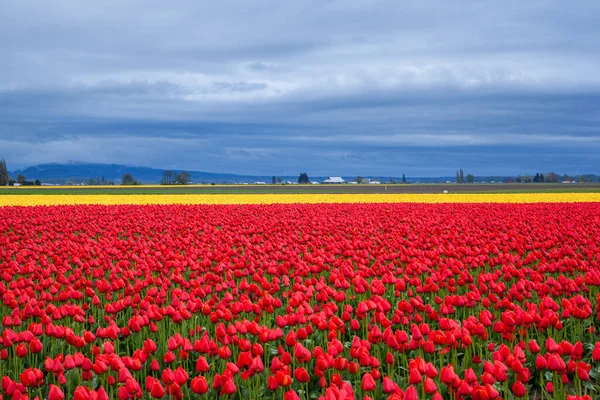 Bulutlu bir günde kırmızı ve sarı lale tarlası
