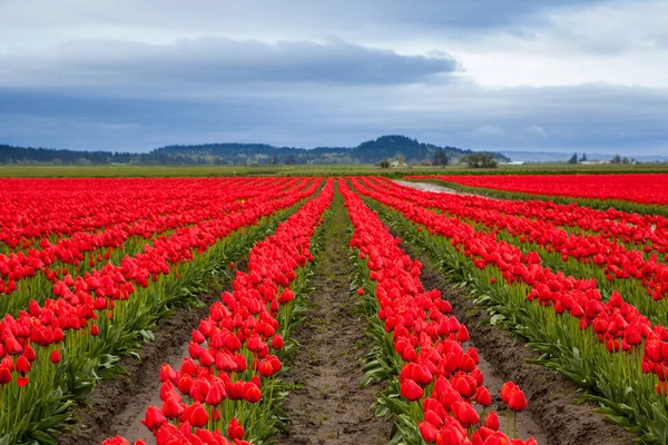 Bulutlu bir günde kırmızı lale tarlası