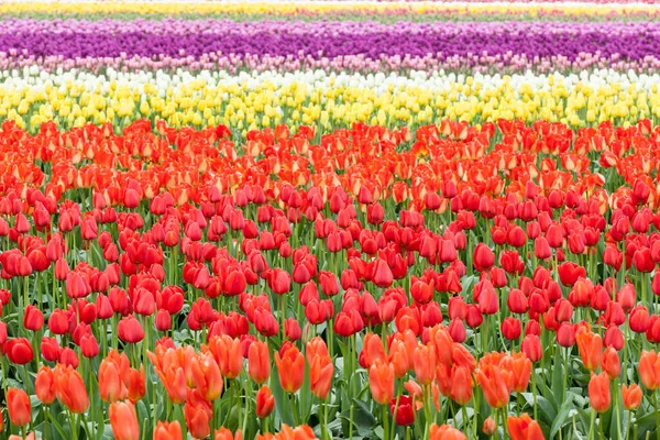 Fila Tulipani Colorati Sul Campo Primavera — Foto Stock