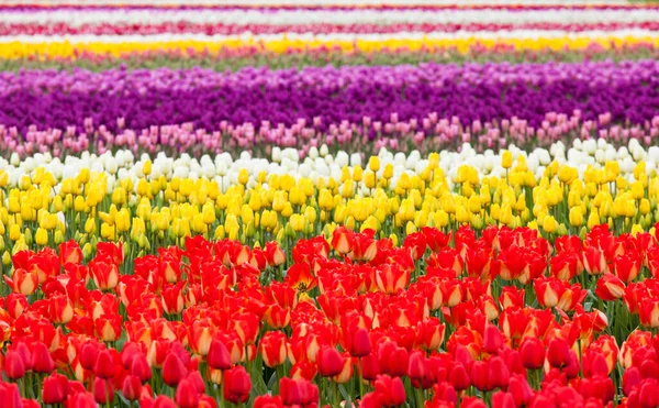 Colorful Tulips Field — Stock Photo, Image