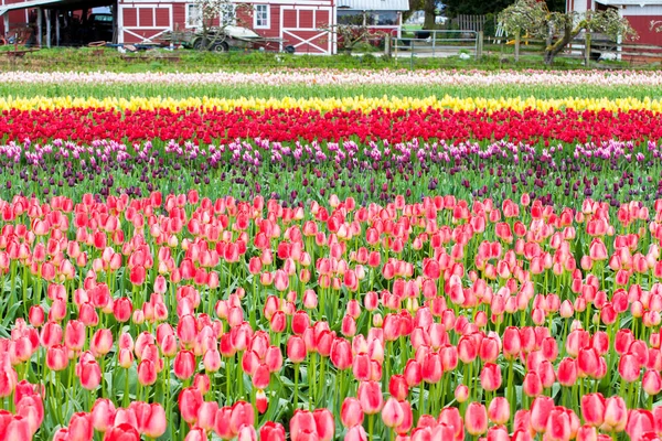 Bunte Tulpen Auf Dem Feld — Stockfoto