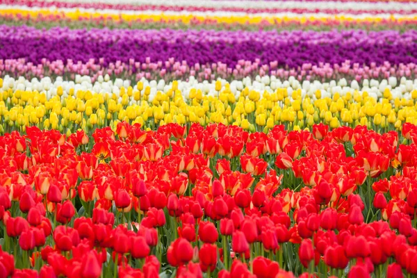 Nahaufnahme Buntes Tulpenfeld — Stockfoto