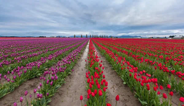 Mor ve kırmızı lale tarlası sabah
