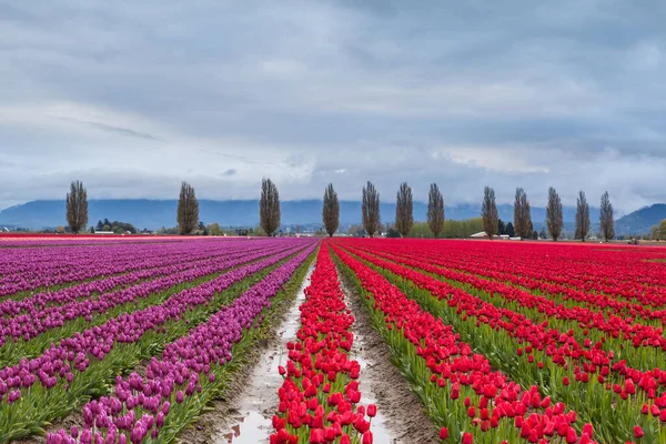 Baharda renkli mor ve kırmızı lale tarlası