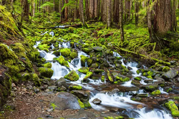 Yağmur ormanlarında çağlayan şelale, Olimpiyat ulusal parkı