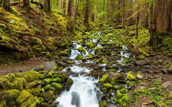 Cascade Cascade Dans Forêt Parc National Olympique États Unis — Photo