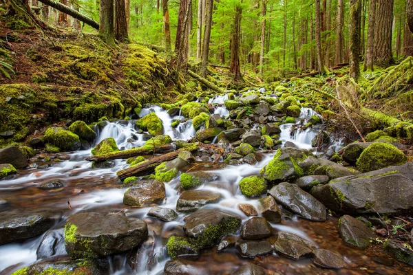 Ormanda çağlayan şelale, Olimpiyat Ulusal Parkı, WA, ABD
