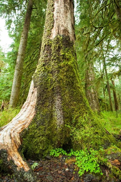 Grand Arbre Dans Forêt Tropicale Parc National Olympique — Photo