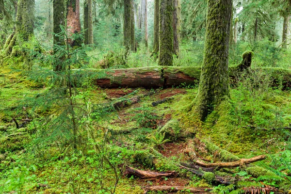 Forêt Profonde Dans Parc National — Photo