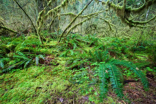 Árbol Cubierto Por Líquenes Verdes Parque Nacional Olímpico — Foto de Stock
