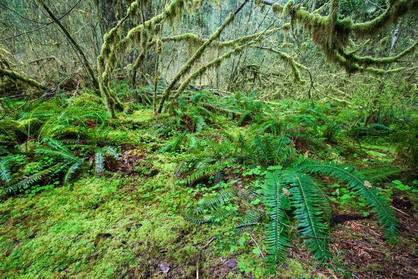 Árvore Coberta Por Líquen Verde Fren Parque Nacional Olímpico — Fotografia de Stock