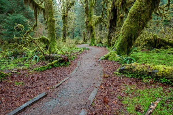 Sentier Pédestre Dans Parc National Olympique — Photo