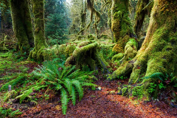 Selva Tropical Profunda Parque Nacional Olímpico Washington — Foto de Stock