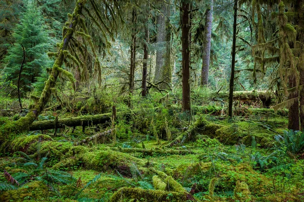 Olimpos Ulusal Parkı 'ndaki derin orman
