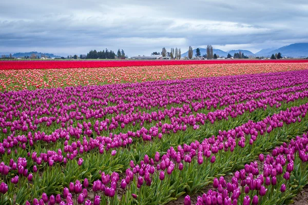 Sabah renkli lale tarlası