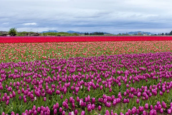 Washington, ABD 'deki renkli lale alanları