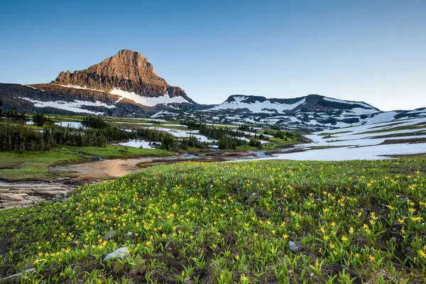 Reynolds Montanha Sobre Campo Flores Silvestres Logan Pass Parque Nacional — Fotografia de Stock