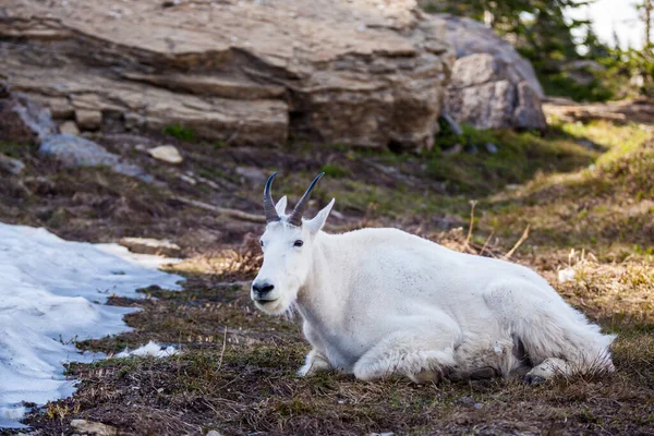 Buzul Ulusal Parkı 'nda keçi dağı