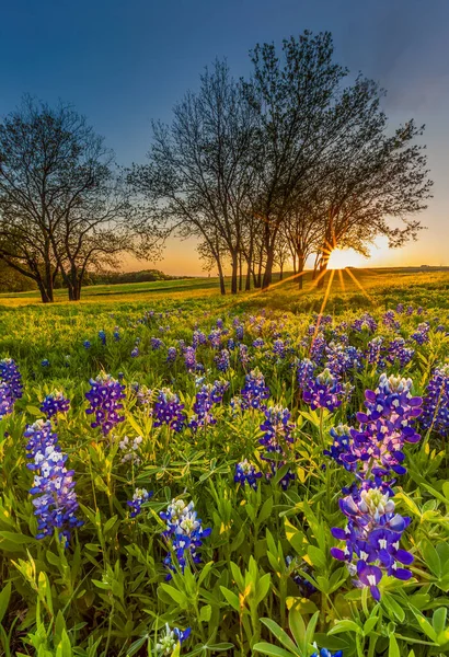 Bluebonnet Lupine Flores Silvestres Presentadas Atardecer Ennis Texas —  Fotos de Stock