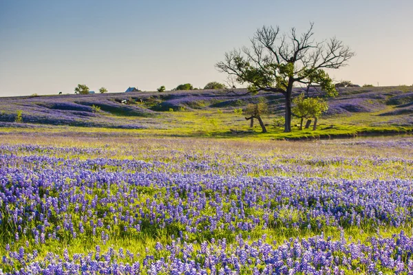 Bluebonnet Lupine Flores Silvestres Arquivado Ennis Texas — Fotografia de Stock