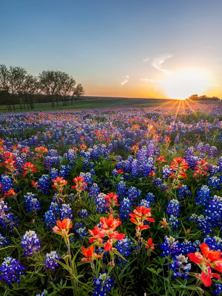 Bluebonnet Indiase Penseel Wilde Bloemen Ingediend Ennis Texas — Stockfoto