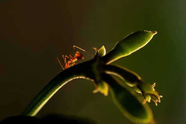 Hormigas Que Buscan Jugo Los Brotes Las Flores — Foto de Stock