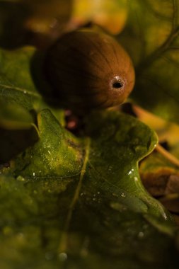 meşe fındık meşe bir sonbahar yaprağı üzerinde