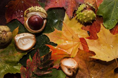 Arka plan güzel yerde yatarken renkli sonbahar yaprak