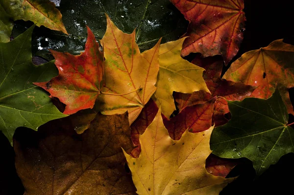 Pozadí Barevné Podzimní Listí Krásně Ležet Podlaze — Stock fotografie