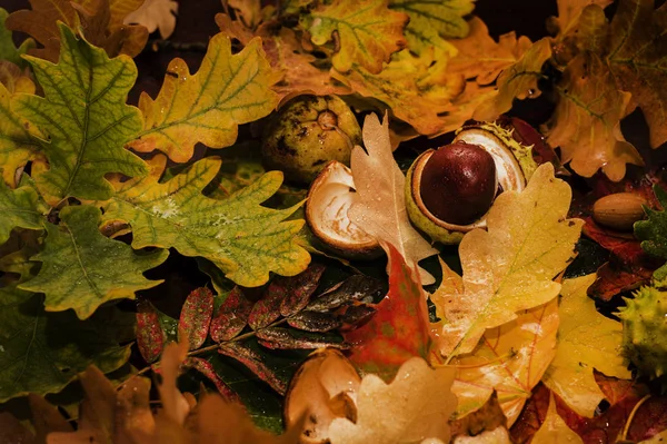 Υπόβαθρο Της Πολύχρωμο Φθινόπωρο Φύλλα Όμορφα Ξαπλωμένο Στο Πάτωμα — Φωτογραφία Αρχείου
