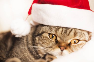 Kışın beyaz bir battaniye üzerinde kırmızı bir Santa Claus şapka Noel kedi
