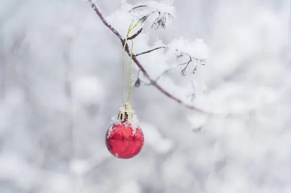 Piękna Ozdoba Czerwona Bombka Mały Prezent Wiszące Zbliżenie Snowy Vet — Zdjęcie stockowe