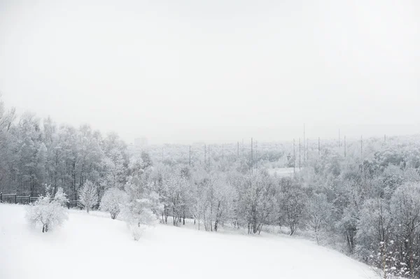 Landscape of a fabulously beautiful snow forest and lot of snow in the trees