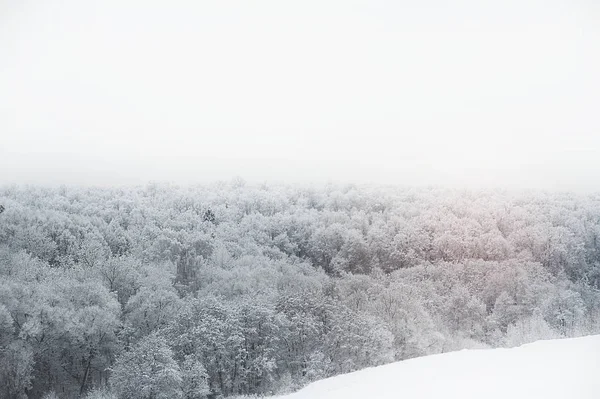 Paisaje Bosque Nieve Fabulosamente Hermoso Mucha Nieve Los Árboles —  Fotos de Stock