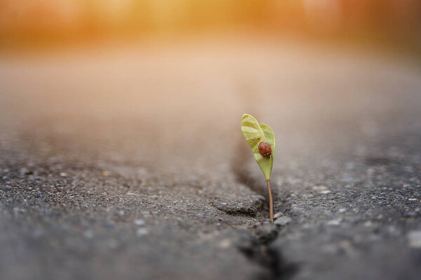 Растение растет в трещине на твердой земле и поднимается на солнечный свет с божьей коровки. Концепция - жизнь, сила стремления
