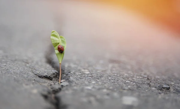 Planta cresce em uma rachadura em solo sólido e faz o seu caminho para cima na luz solar com uma joaninha. O conceito é a vida, o poder da aspiração — Fotografia de Stock