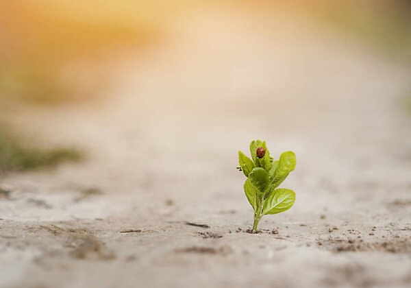 plant grows in a crack on solid ground and makes its way up in the sunlight with a ladybird. The concept is life, the power of aspiration