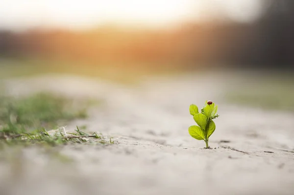 Planta cresce em uma rachadura em solo sólido e faz o seu caminho para cima na luz solar com uma joaninha. O conceito é a vida, o poder da aspiração — Fotografia de Stock