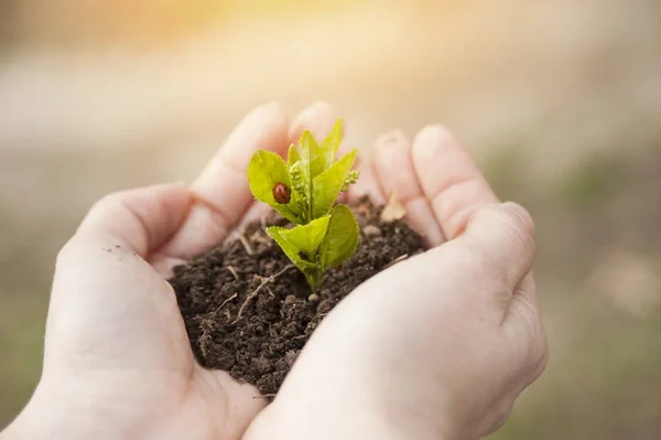 plant grows on the hands of a man in the sunlight. The concept of life and planting trees