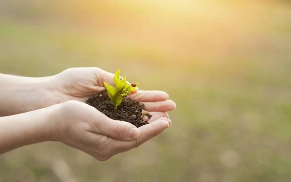 Plant groeit op de handen van een man in het zonlicht. Het concept van het leven en het planten van bomen Rechtenvrije Stockfoto's