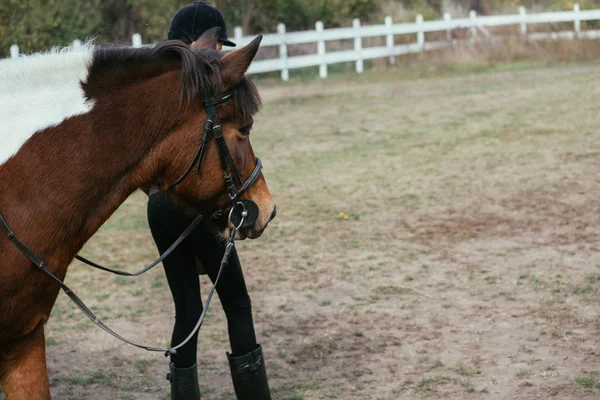 Adolescente Menina Preparando Cavalo Para Passeio — Fotografia de Stock