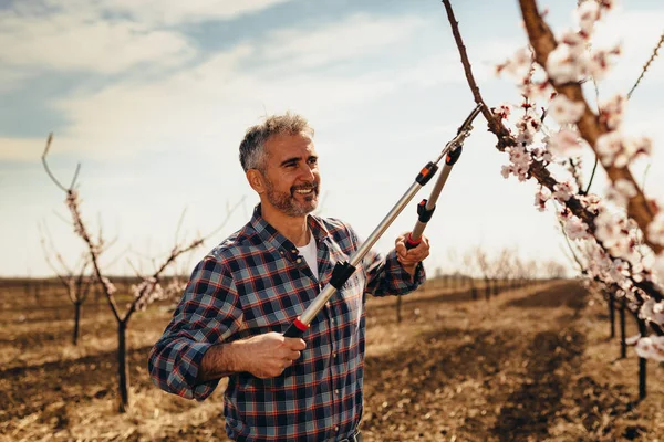 Mature worker pruning trees in orchard