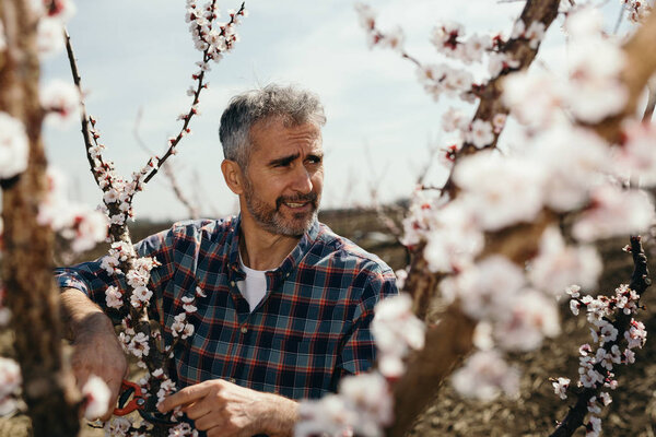 Человек, обрезающий деревья с помощью небольших секаторов
