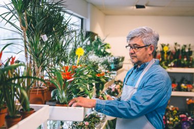 Çiçekçide çalışan olgun adam işçi, bitkiler püskürtme.