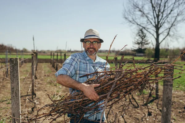 Hombre Sonriente Sombrero Recogiendo Ramas Viñedo —  Fotos de Stock