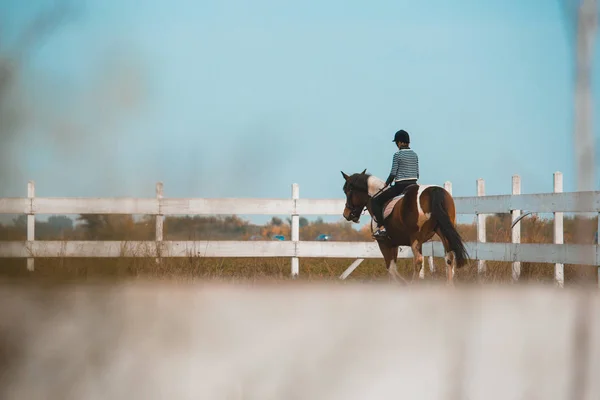 屋外馬術訓練馬 — ストック写真