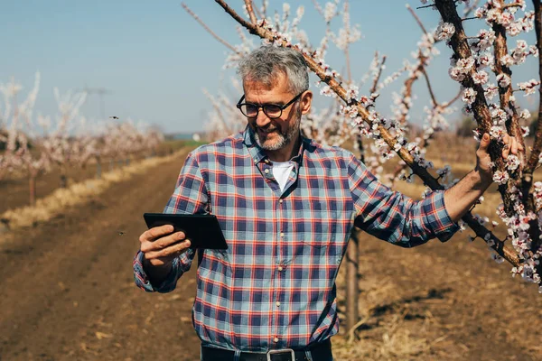 Mature Worker Orchard Using Tablet — Stok fotoğraf