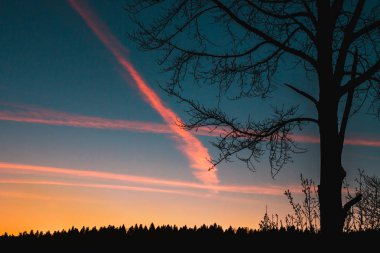 mavi ve turuncu gökyüzüne karşı ağaçlar siluetleri