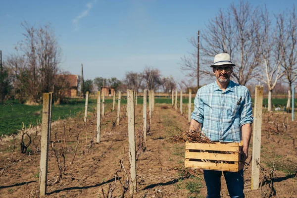 Worker holding wooden crate in vineyard
